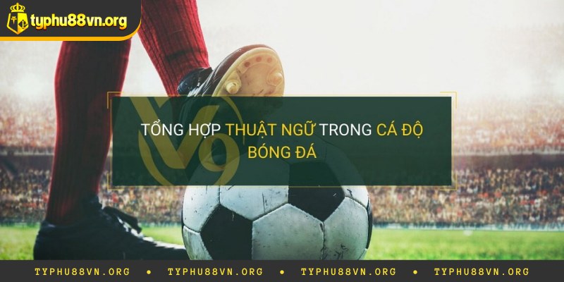 Mẹo chơi tỷ lệ kèo Hồng Kông đạt chuẩn